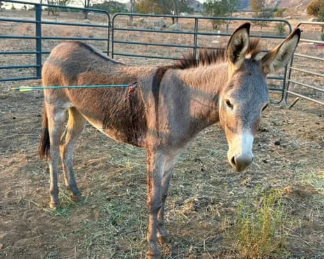 Donkey Healing After Newest Arrow Attack on Feral Donkeys in the Golden State